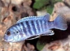 labidochromis freibergi