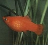 platy