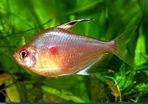 kirschflecksalmler