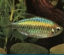 kongosalmler