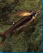 spritzsalmler