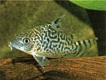 c.retic