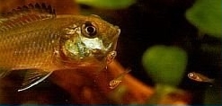 vielfarbenmaulbrueter