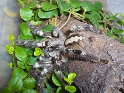 Poecilotheria regalis