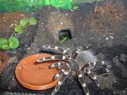 acanthoscurria brocklehursti