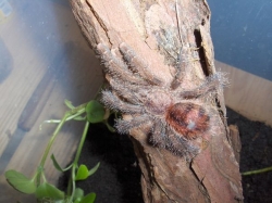 avicularia bicegoi