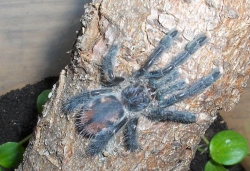 avicularia geroldi