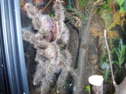 avicularia huriana