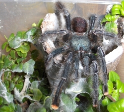 avicularia metallica