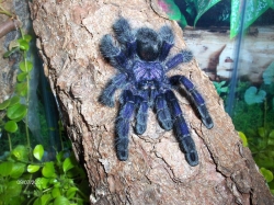 avicularia purpurea