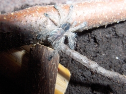 avicularia spec. amazonas