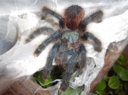 avicularia velutina