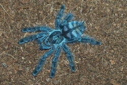 avicularia versicolor