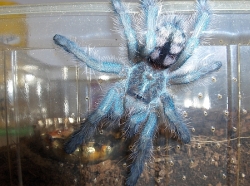 avicularia versicolor2