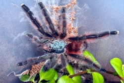 avicularia versicolor3