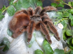 avicularia versicolor5