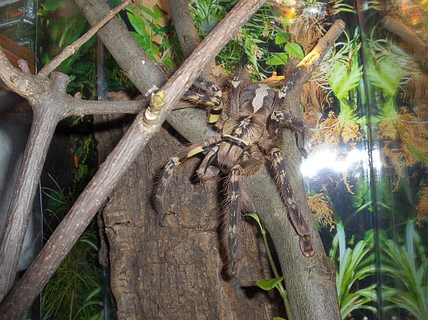 Poecilotheria ornata