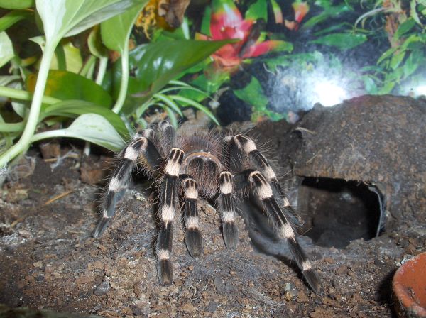 acanthoscurria geniculata