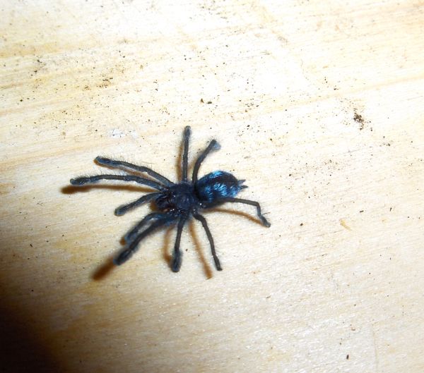 avicularia laeta