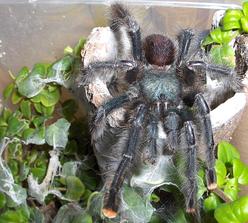 avicularia metallica