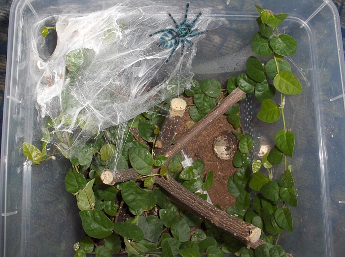 avicularia versicolor dose