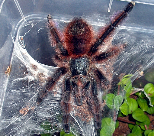 avicularia versicolor4