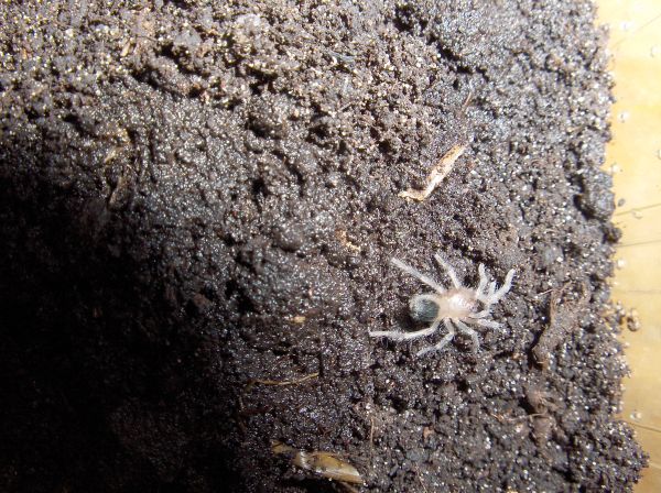 brachypelma albiceps