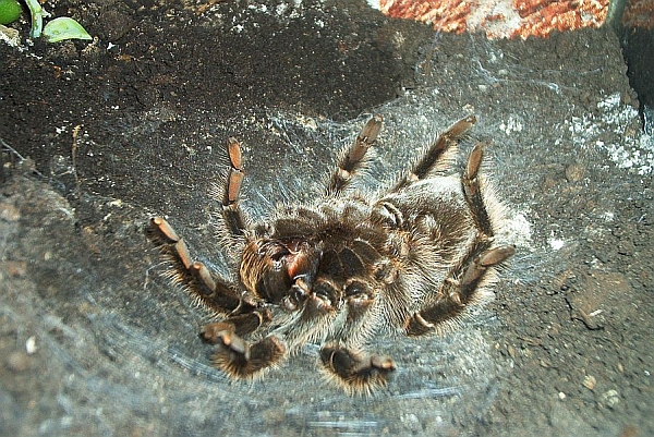 brachypelma albopilosum gross1