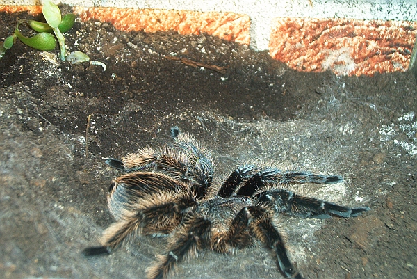 brachypelma albopilosum gross3