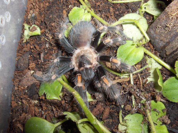 brachypelma auratum