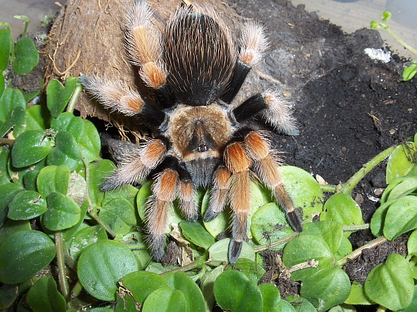 brachypelma boehmei