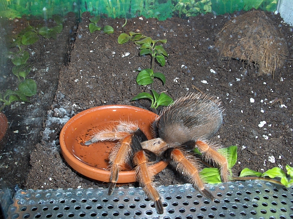 brachypelma boehmei trinkt