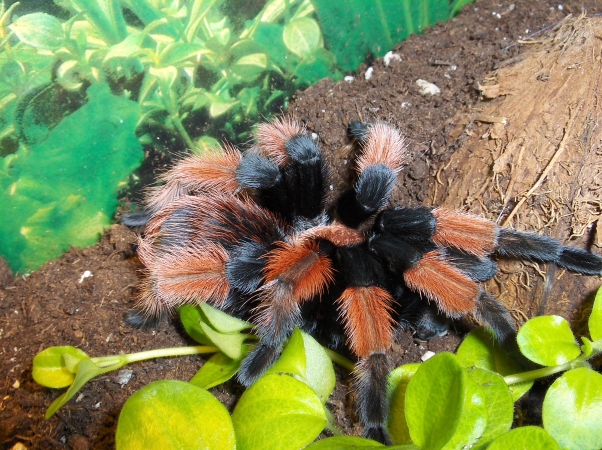 brachypelma emilia