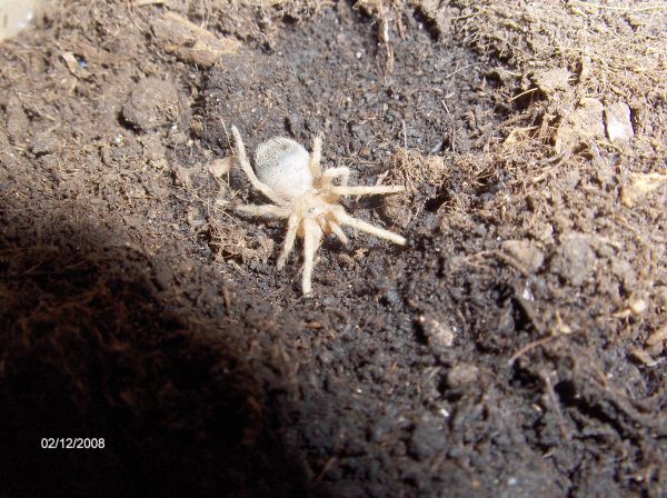 brachypelma klaasi