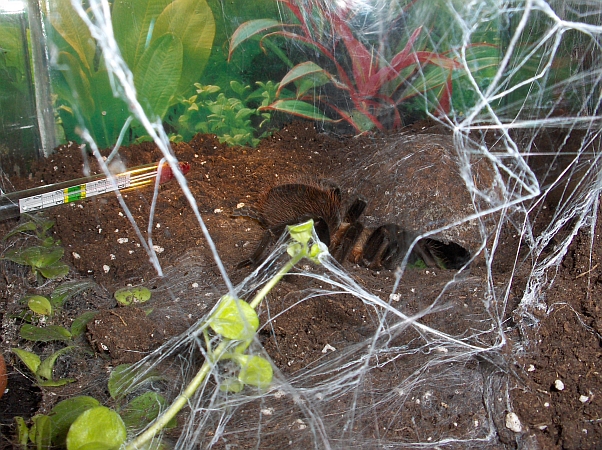 brachypelma vagans terrarium