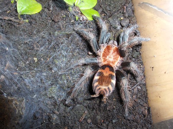 cyclosternum fasciatum