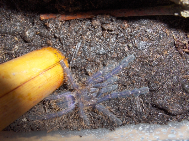 cyriopagopus spec. blau singapur