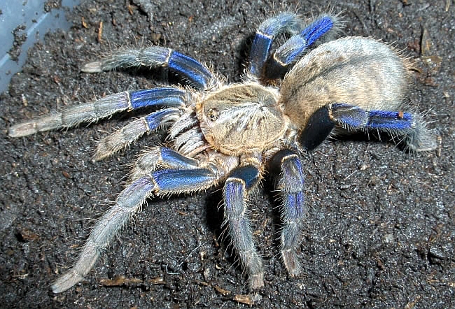 haplopelma lividum