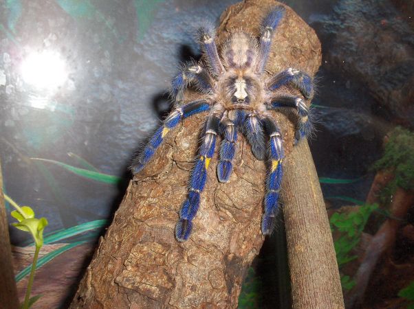 poecilotheria metallica