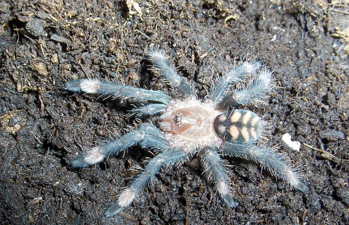 psalmopoeus irminia