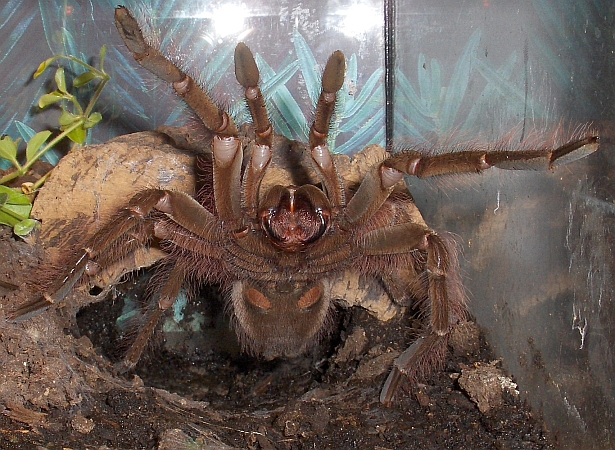 theraphosa blondi gereizt