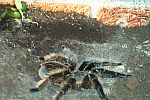 brachypelma albopilosum2