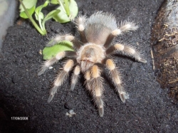 brachypelma annitha