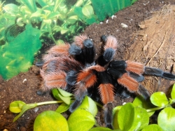 brachypelma emilia