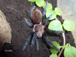 brachypelma epicureanum