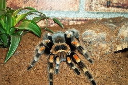 brachypelma smithi