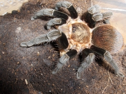 brachypelma vagans