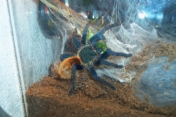 chromatopelma cyaneopubescens