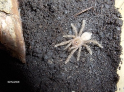 citharischius crawshayi