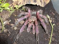 pamphobeteus platyomma